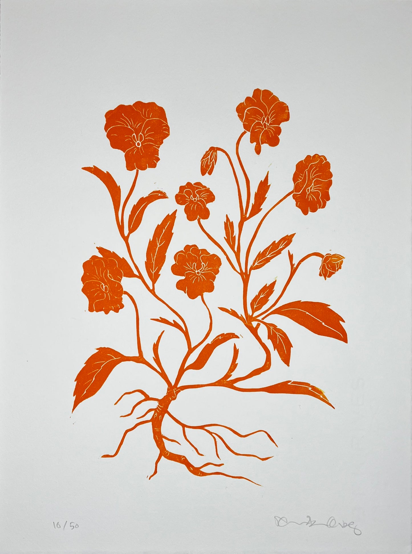 Stedmoderblomst Orange
