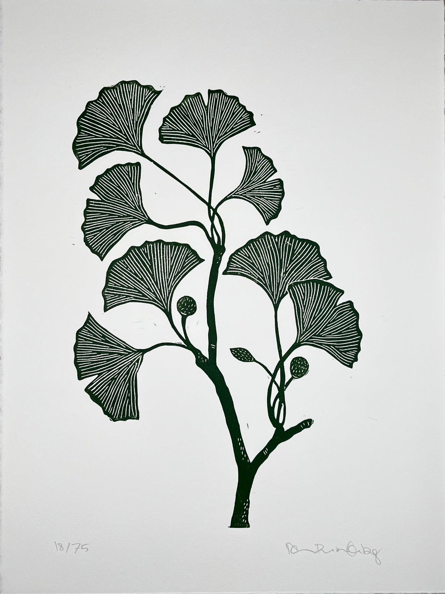 Ginkgogren Grøn