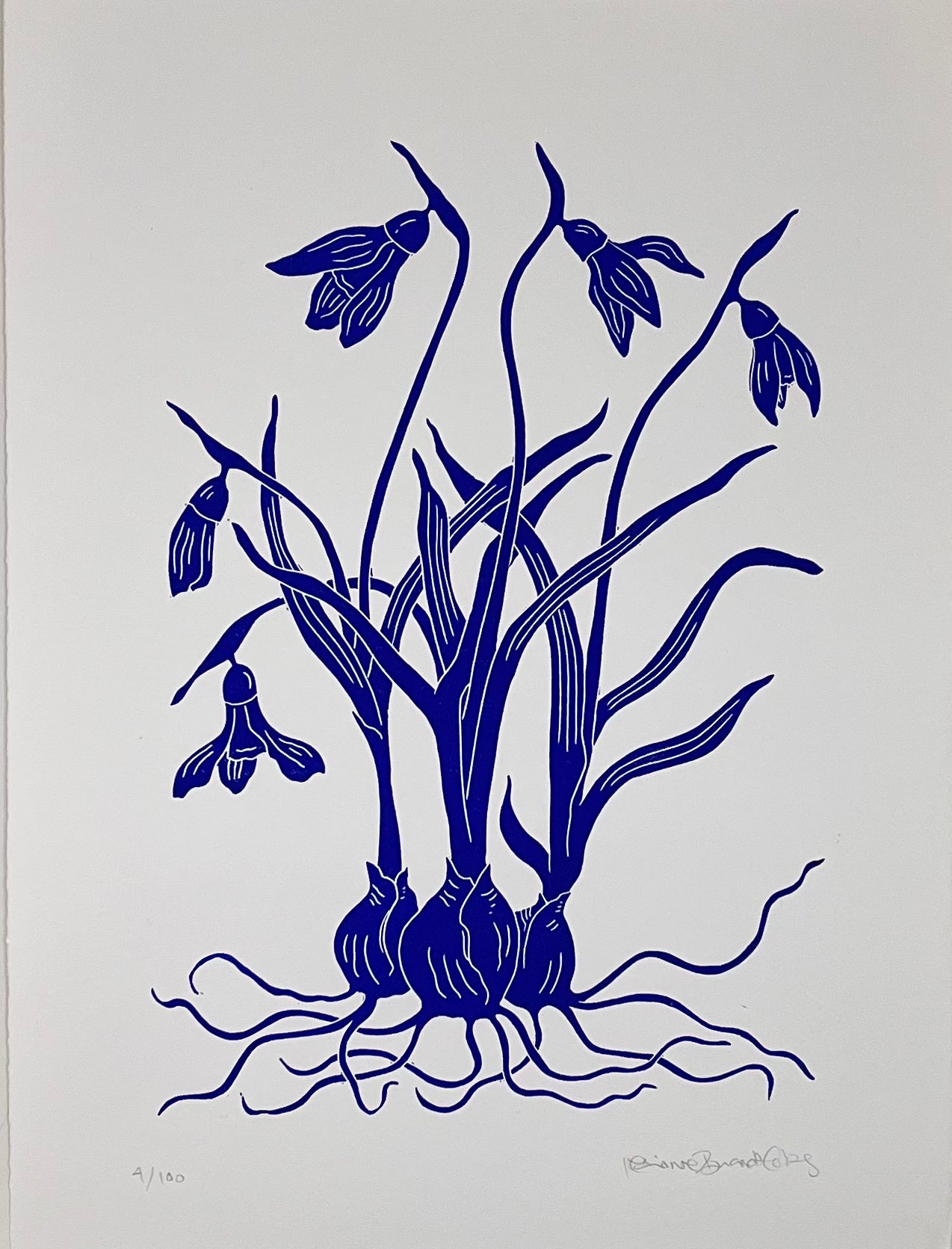 Vintergæk Kongeblå