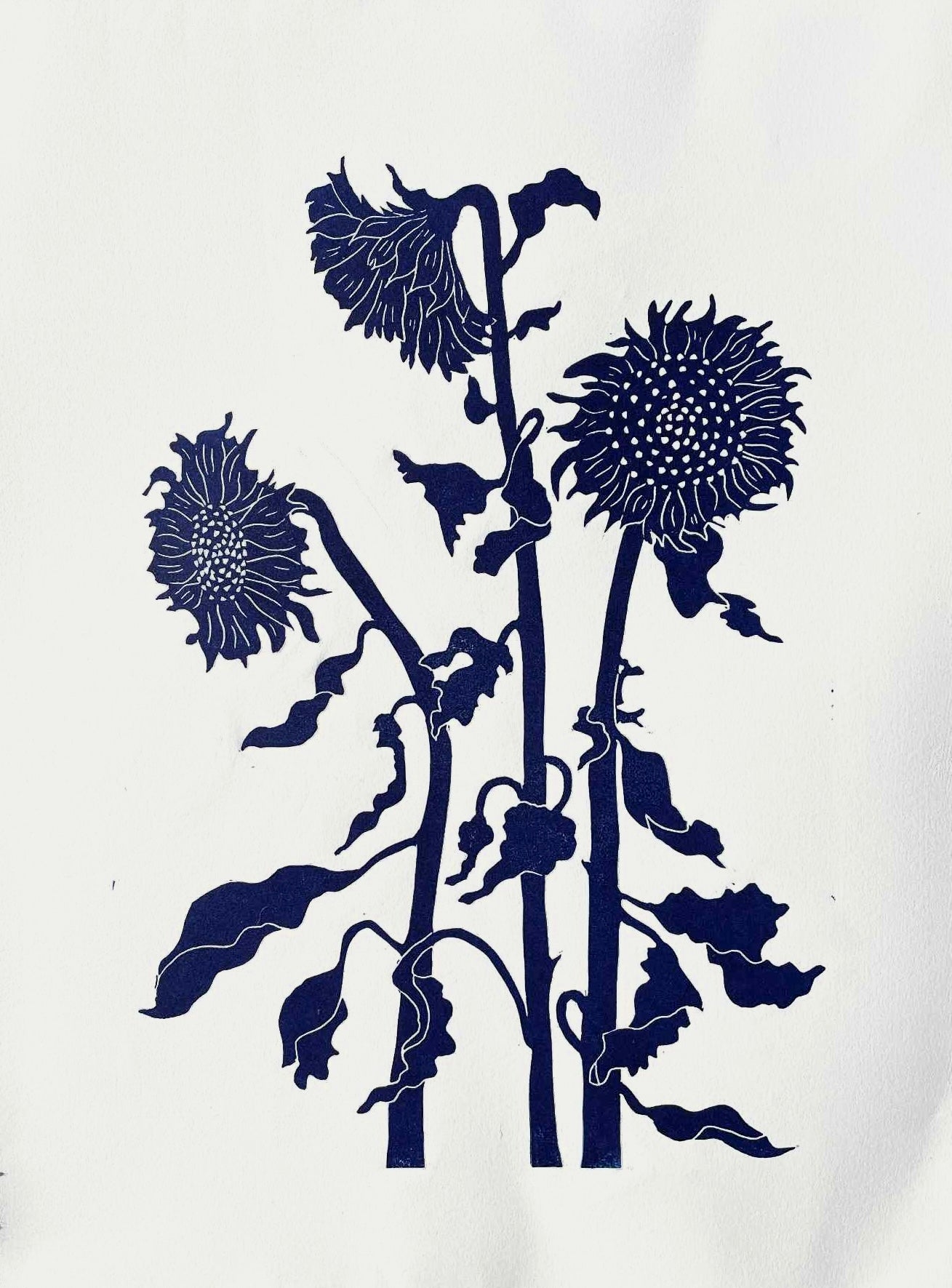 Solsikke Midsnatsblå