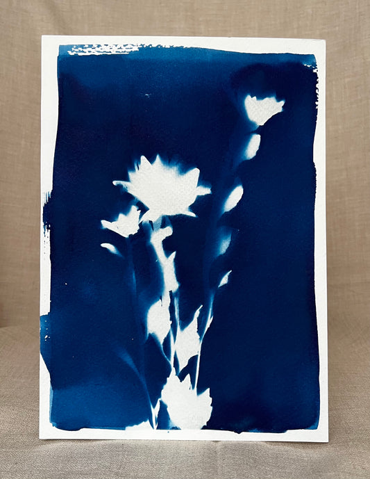 Cyanotypi #1