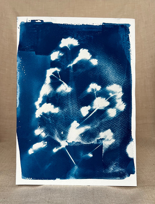 Cyanotypi #2