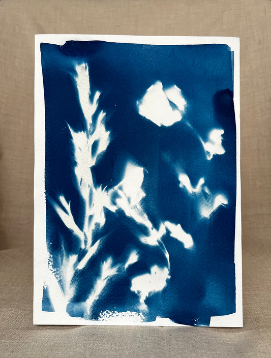 Cyanotypi #3