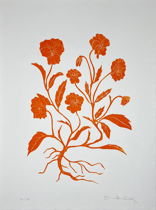 Stedmoderblomst Orange