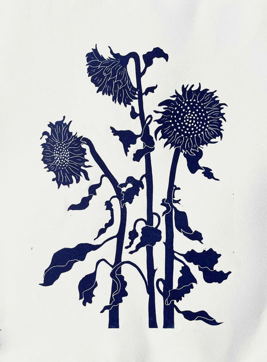 Solsikke Midsnatsblå